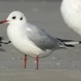 Vortrag: Faszination Vogelzug – Viele Augen sehen mehr Bild 3