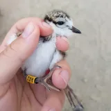 Vortrag: Faszination Vogelzug – Viele Augen sehen mehr Bild 4